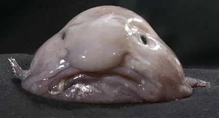 A decompressed blobfish specimen at the surface